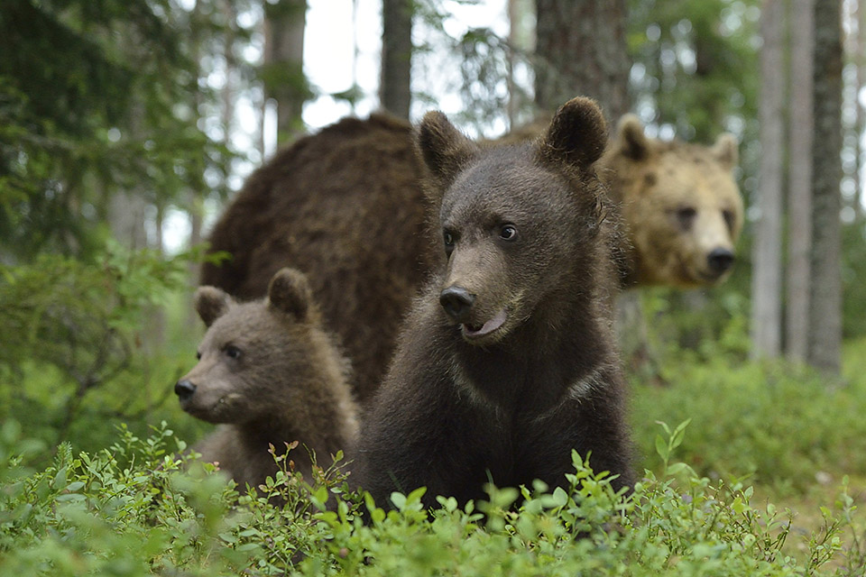 bear family